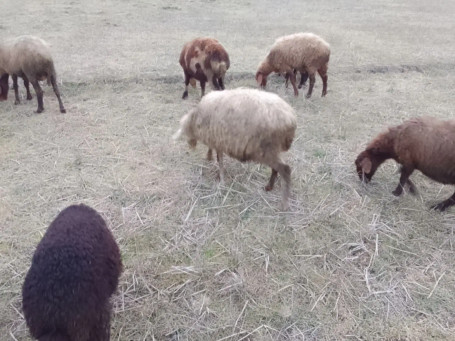 فروش گوسفند ماده|حیوانات مزرعه|شیرگاه, |دیوار