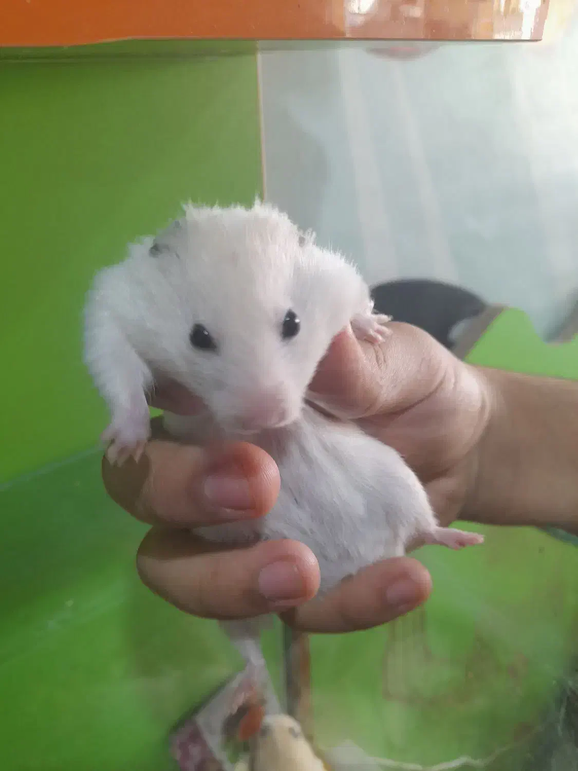 همستر|موش و خرگوش|مشهد, فریزی|دیوار