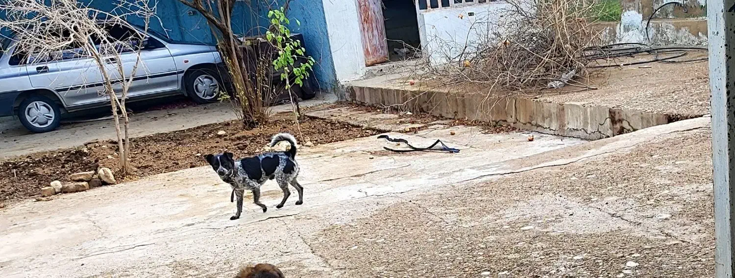 اشپیتز شیتزو|سگ|شیراز, پادگان ولیعصر|دیوار