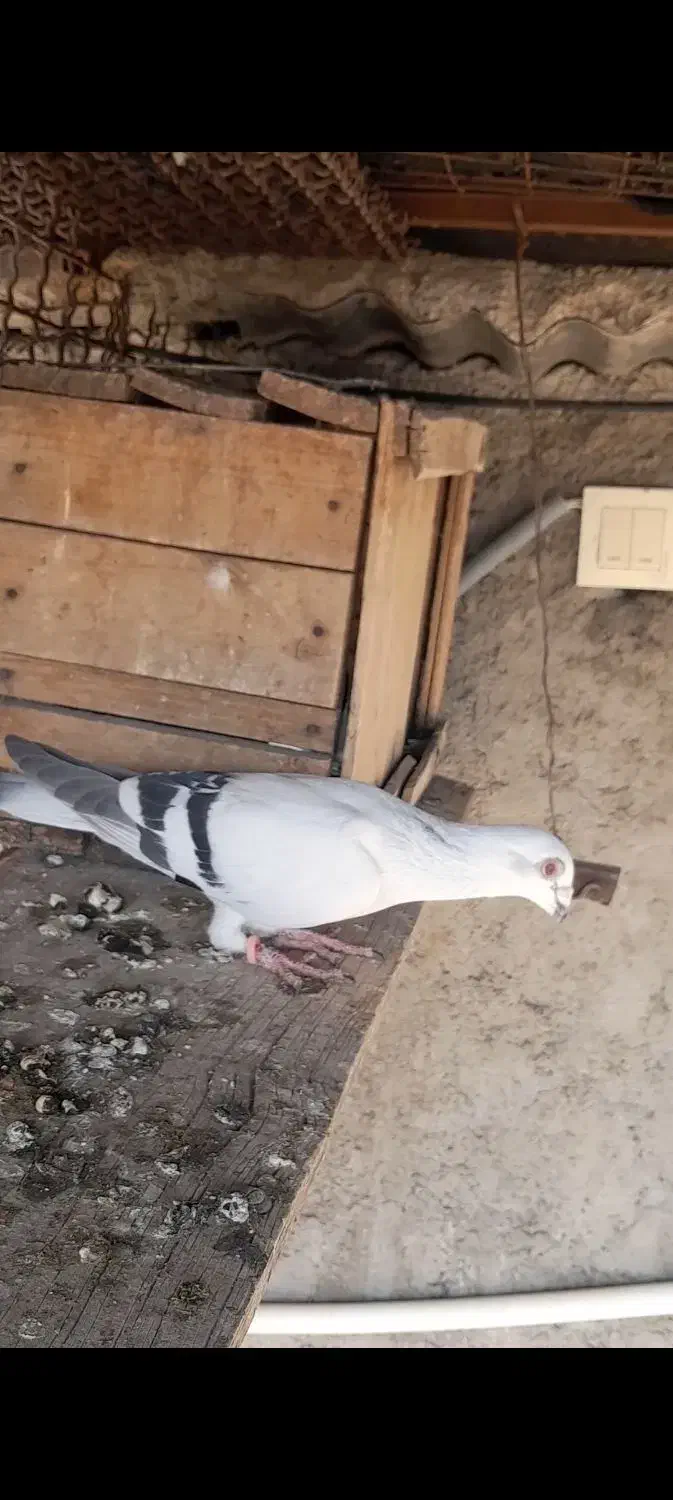 دوتاگرفتنی زرنگ|پرنده|بهبهان, |دیوار