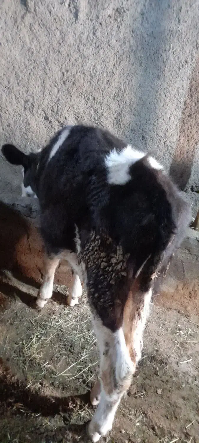 گوساله نر|حیوانات مزرعه|مهربان, |دیوار