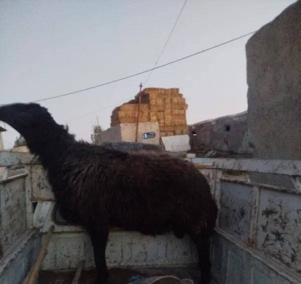 قوچ|حیوانات مزرعه|نمین, |دیوار
