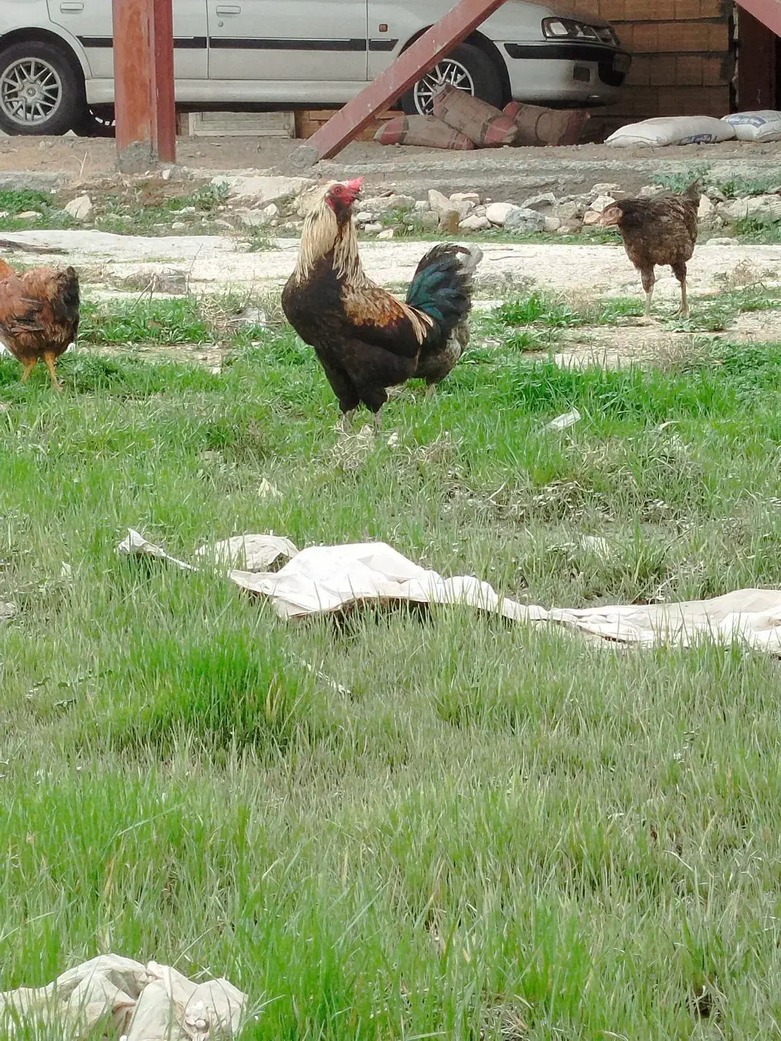 خروس دورگه|حیوانات مزرعه|سرپل ذهاب, |دیوار