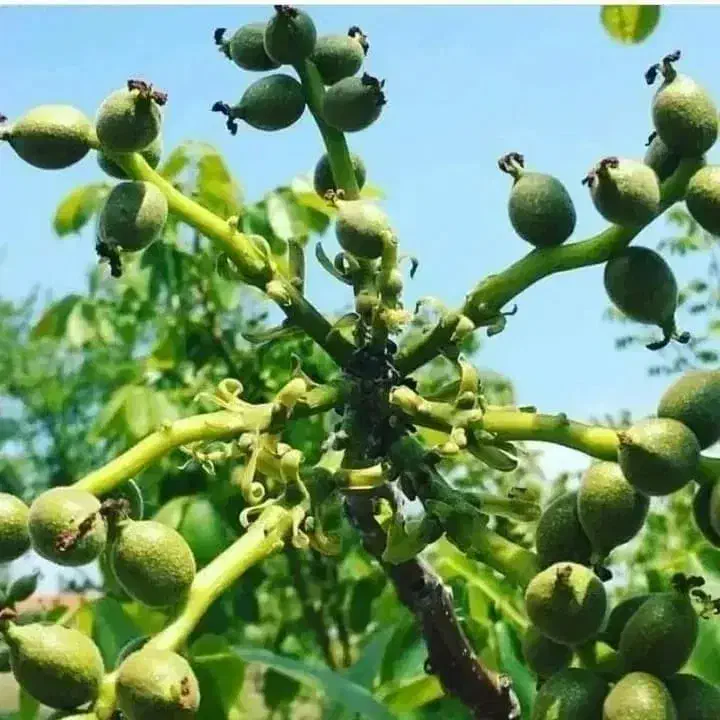 شرکت و نهالستان سرو نهال (نعمتی)|خدمات باغبانی و درختکاری|سنندج, |دیوار