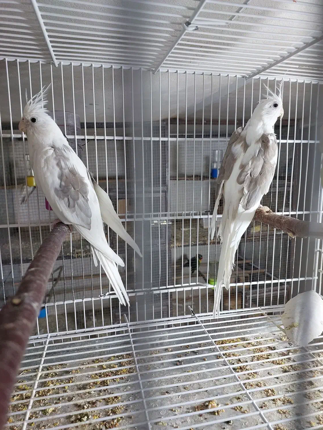 جفت عروس هلند ادرس برازجان|پرنده|برازجان, |دیوار