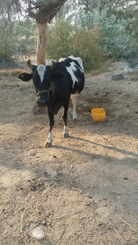 گاو ماده|حیوانات مزرعه|میناب, |دیوار