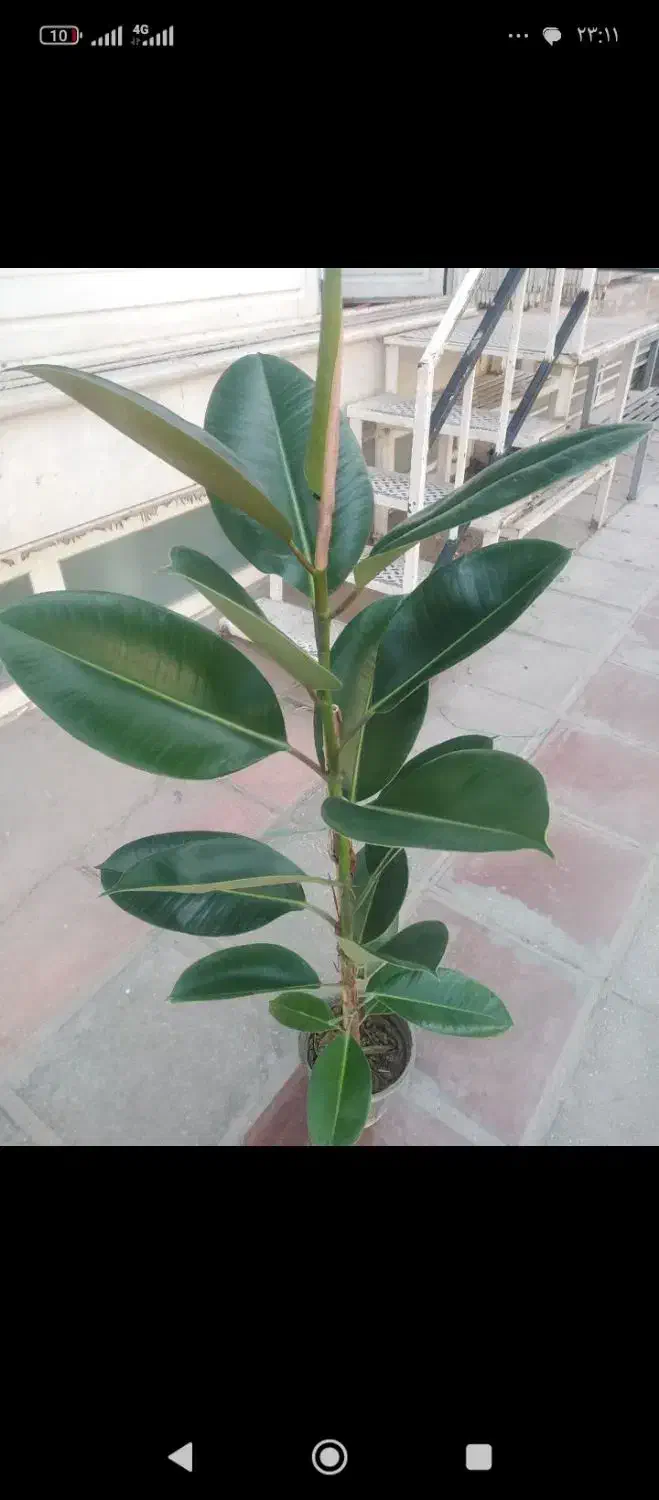 گل فیکوس شاداب|گل و گیاه طبیعی|قم, قلعه عموحسین|دیوار