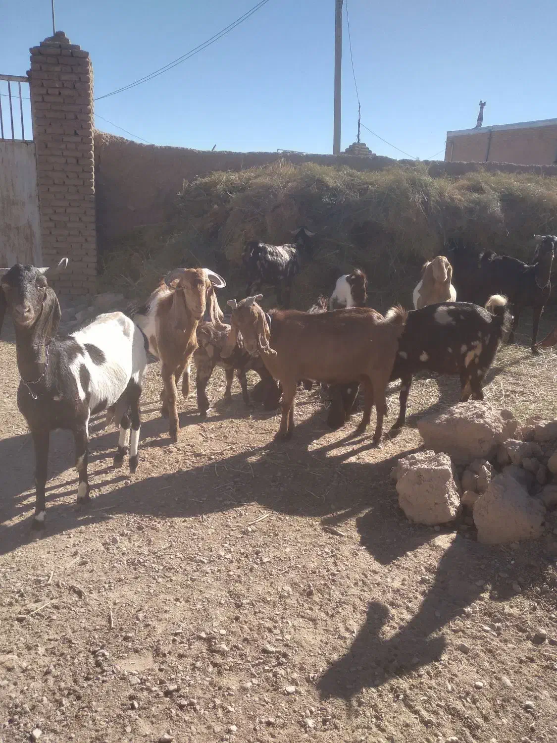 فروش ویژه بزهای پاکستانی چند قلو زا وبزهای شیری|حیوانات مزرعه|قوچان, |دیوار