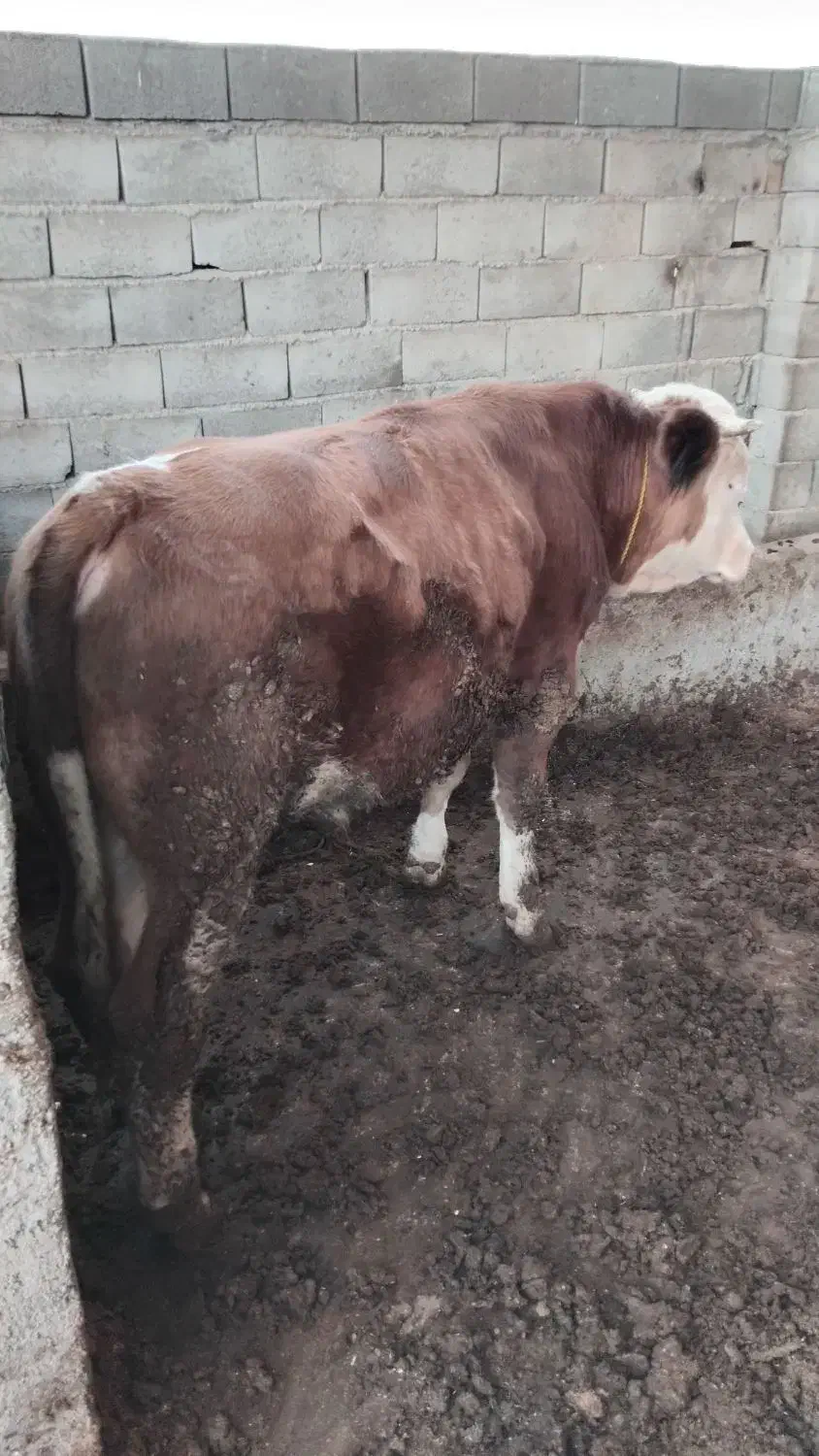 جوانه برای داشتی|حیوانات مزرعه|گنبد کاووس, |دیوار