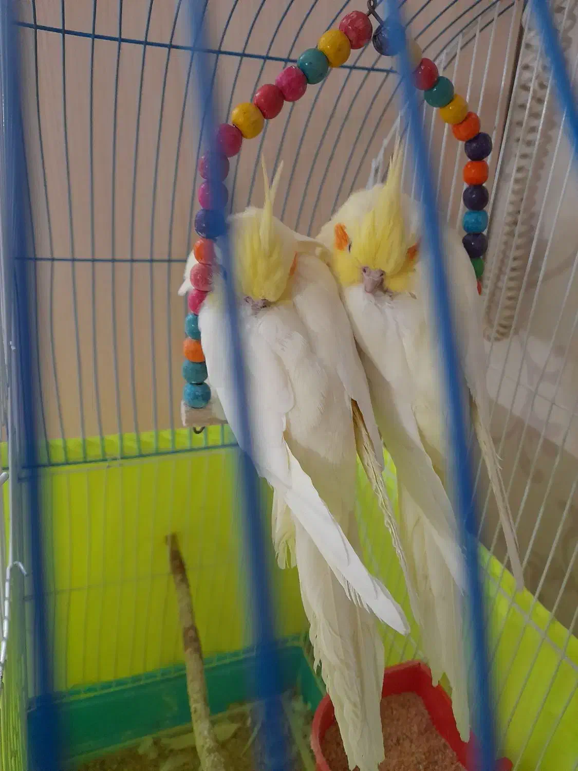 عروس هلندی|پرنده|تهران, امام زاده عبدالله|دیوار