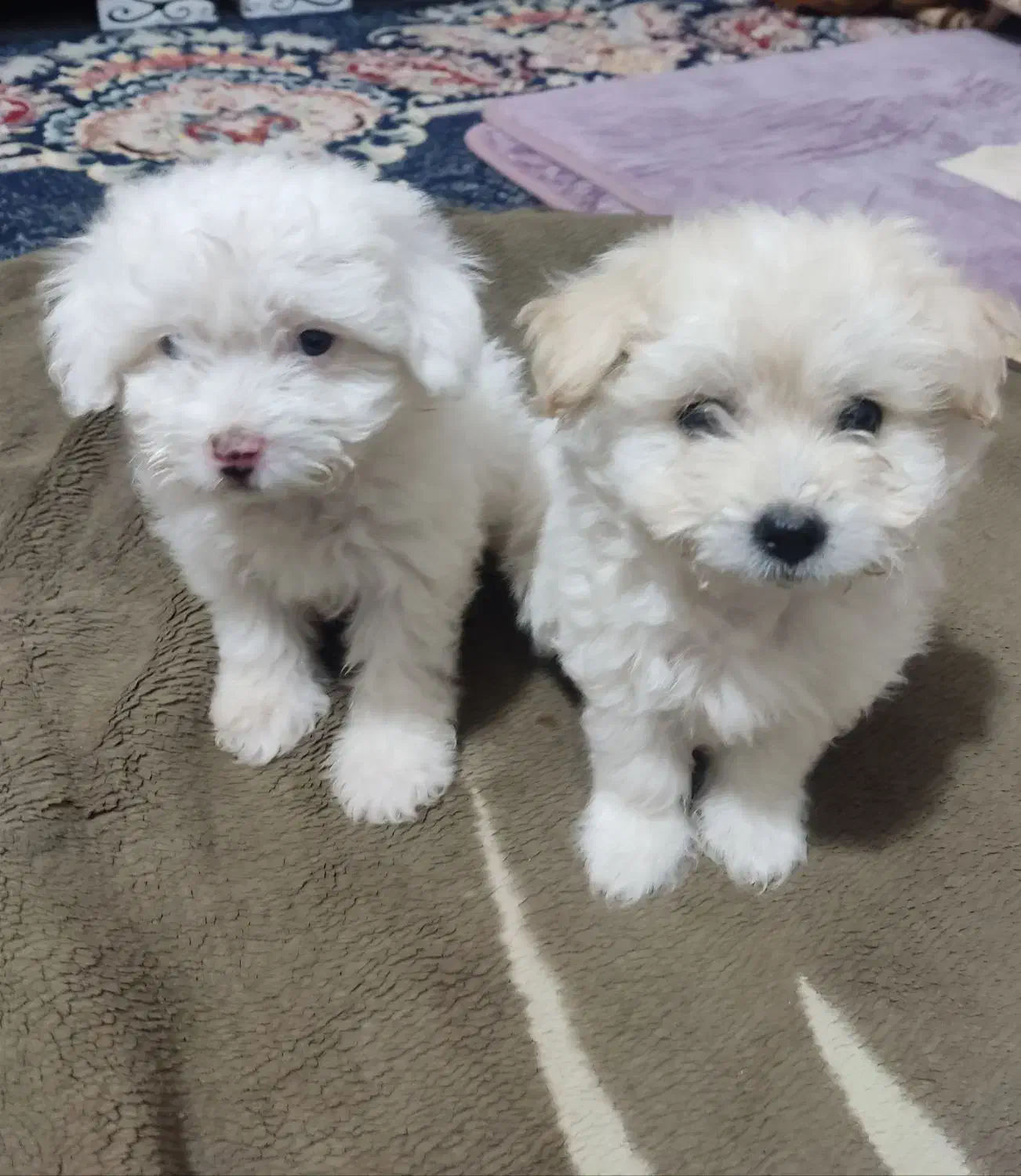 سگ‌های کوچولو نر وماده|سگ|بندرعباس, |دیوار