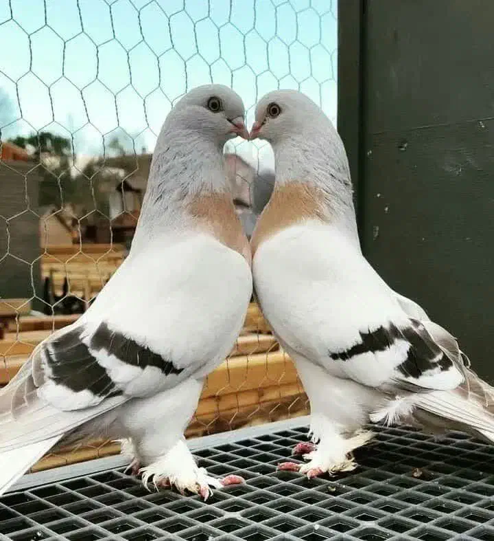 کفتر مجانی|حیوانات|رفسنجان, |دیوار