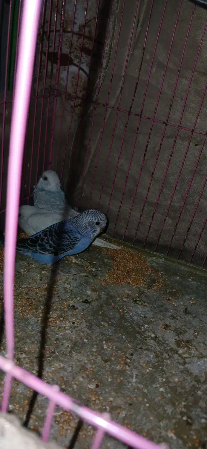 جوجه مرغ عشق|پرنده|زابل, |دیوار