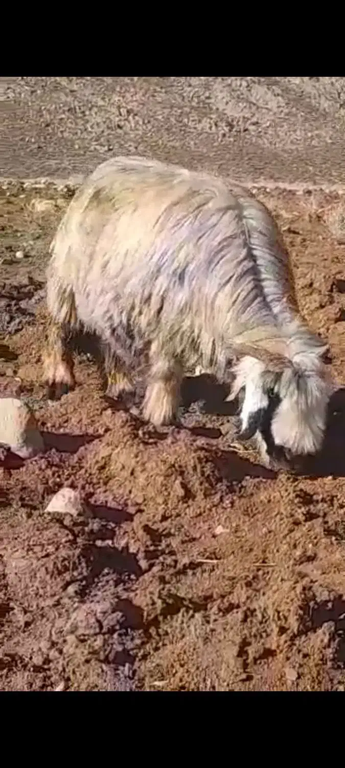 گوسفند|حیوانات مزرعه|کوهرنگ, |دیوار