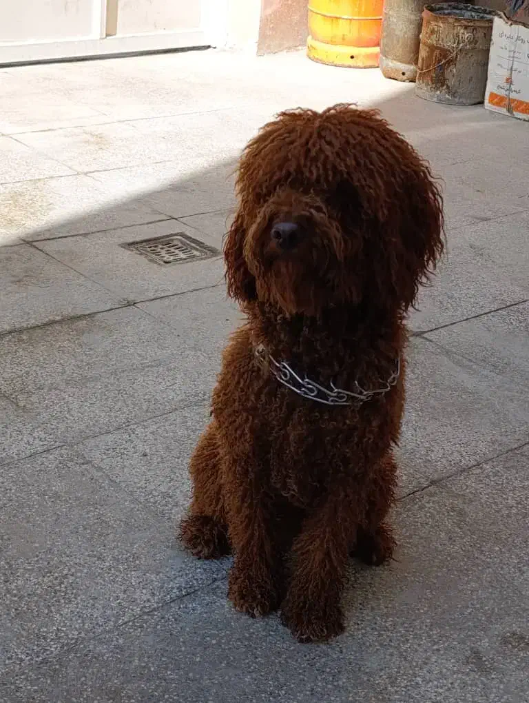 پودل نر اورجینال استاندارد|سگ|شیراز, شهرک مفتح|دیوار