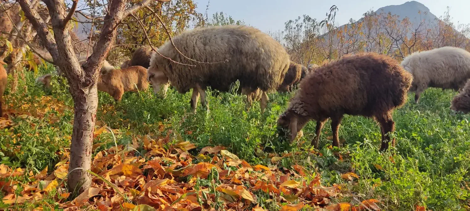 یک‌عدد‌قوچ‌‌دامازدغ|حیوانات مزرعه|مرادلو, |دیوار
