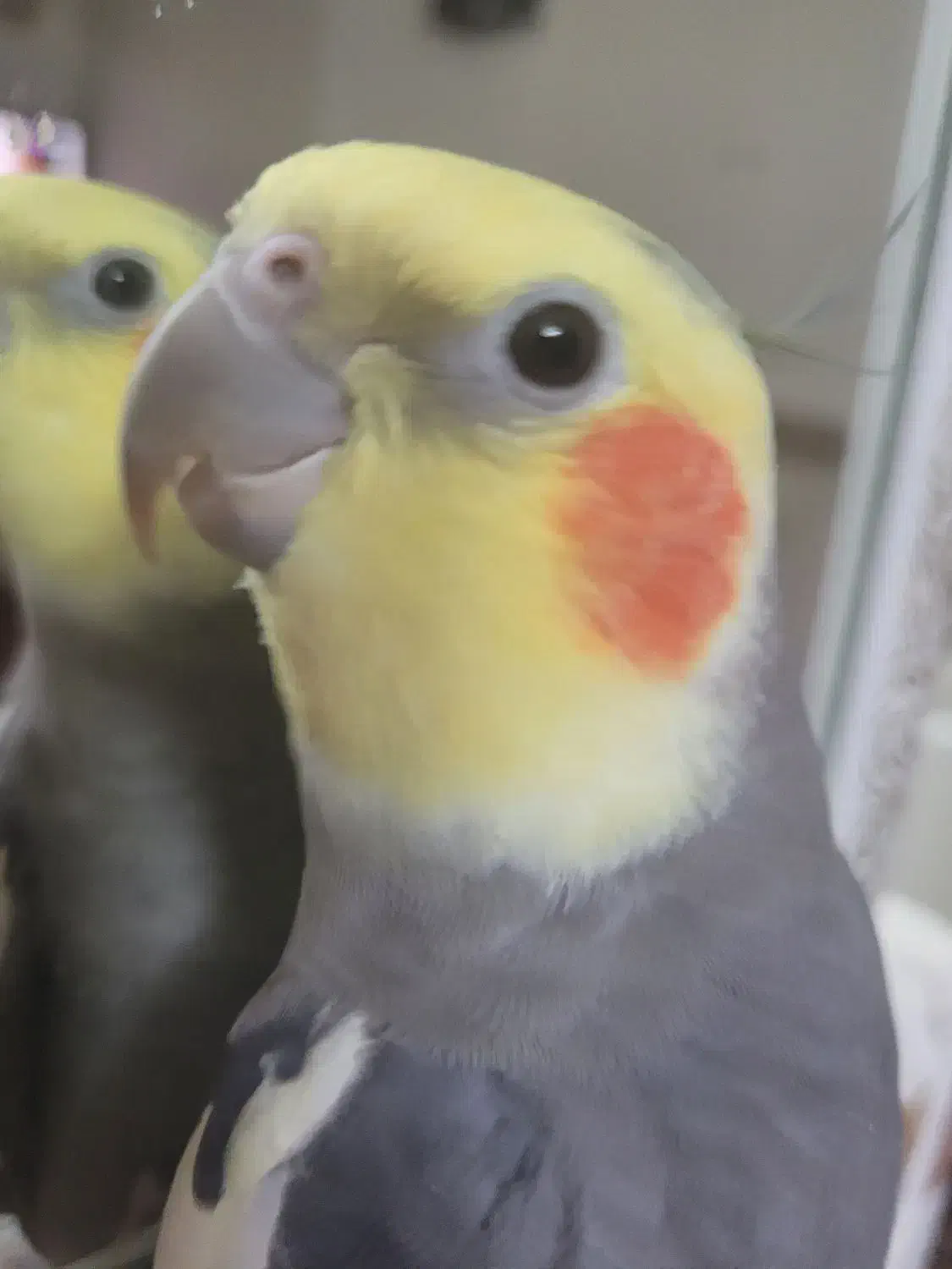 عروس هلندی|حیوانات|تهران, محمودیه|دیوار