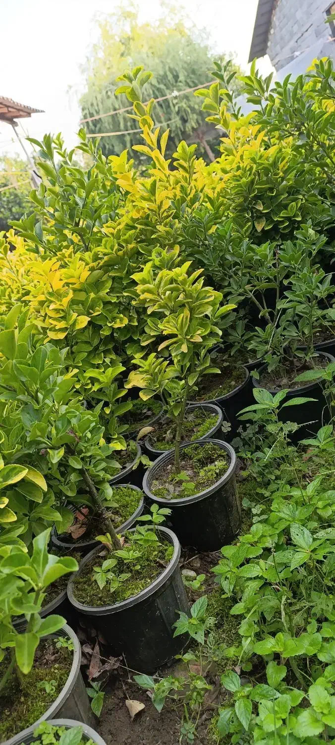 شمشاد طلایی ونعنایی تعداد 1300عدد موجوده|حراج|عباسآباد, |دیوار