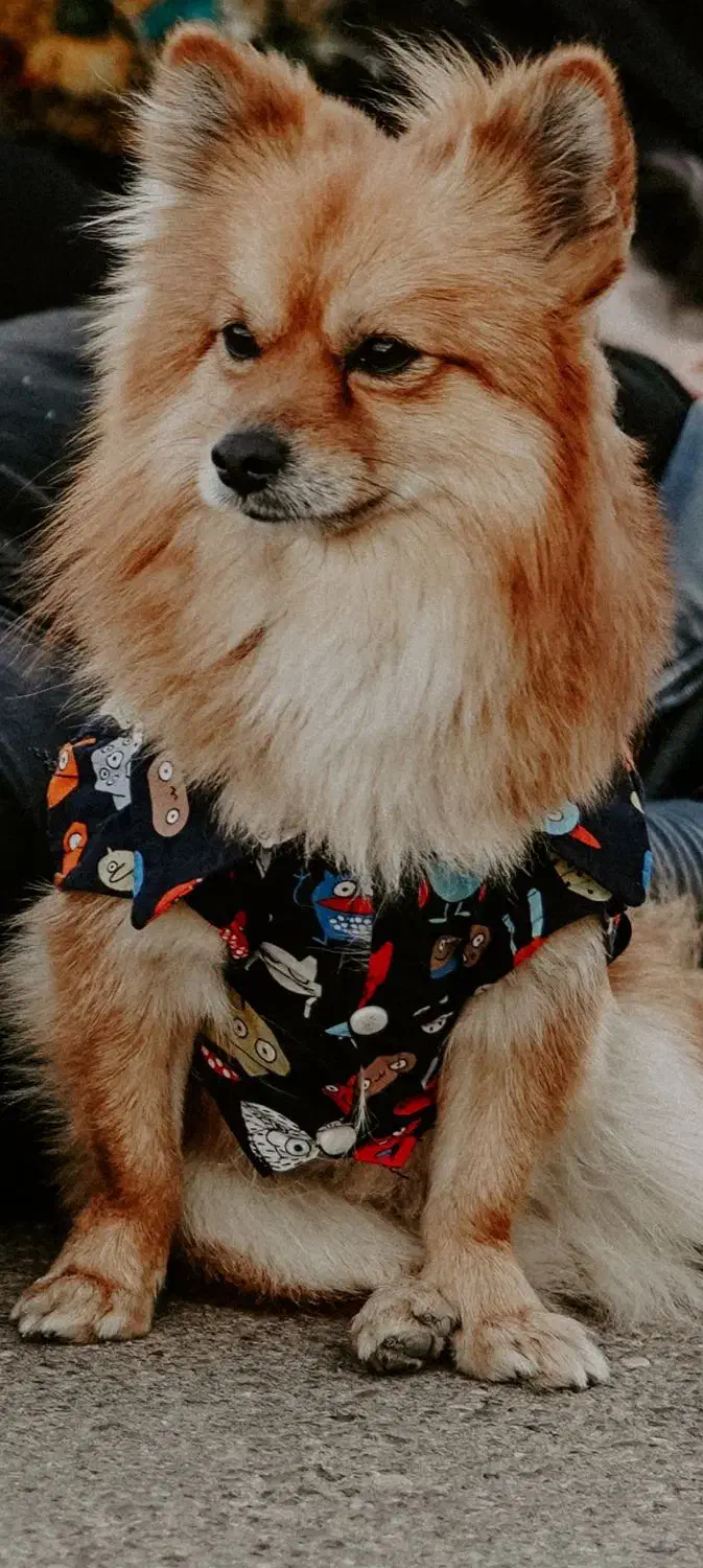 سگ پامر روباهی نر|سگ|رشت, کوی مهر|دیوار