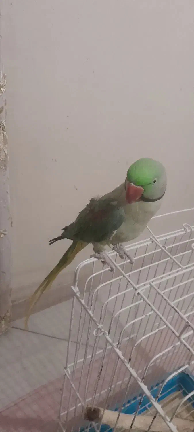 شاه‌طوطی نر|پرنده|کرج, کمال‌شهر|دیوار