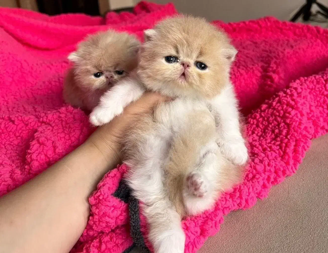 گربه|گربه|کرمانشاه, |دیوار