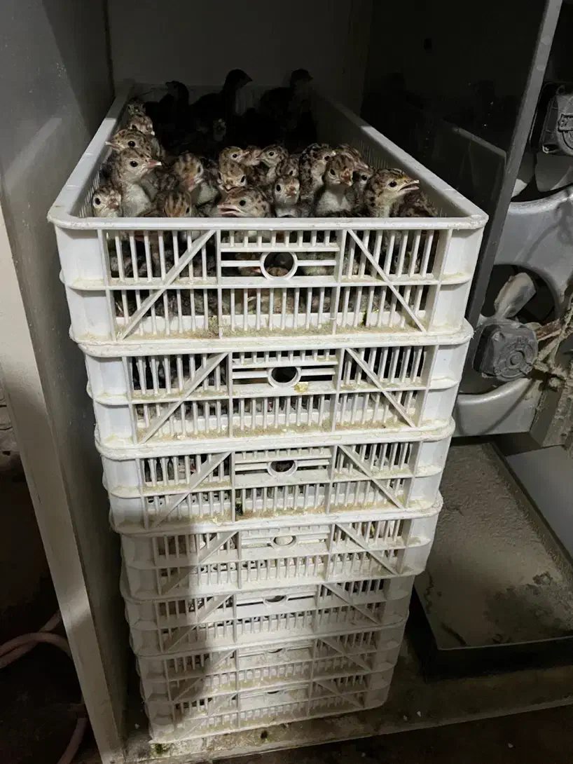 فروش جوجه بوقلمون برنز و بوربون یکروزه|حیوانات مزرعه|کرج, اخترآباد|دیوار