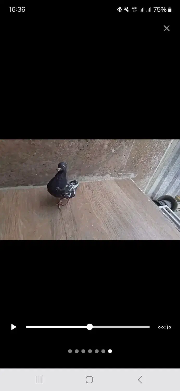 کفتر ،کبوتر کله جوجه ۳پره تا ۵پره|پرنده|شیراز, گلکوب|دیوار