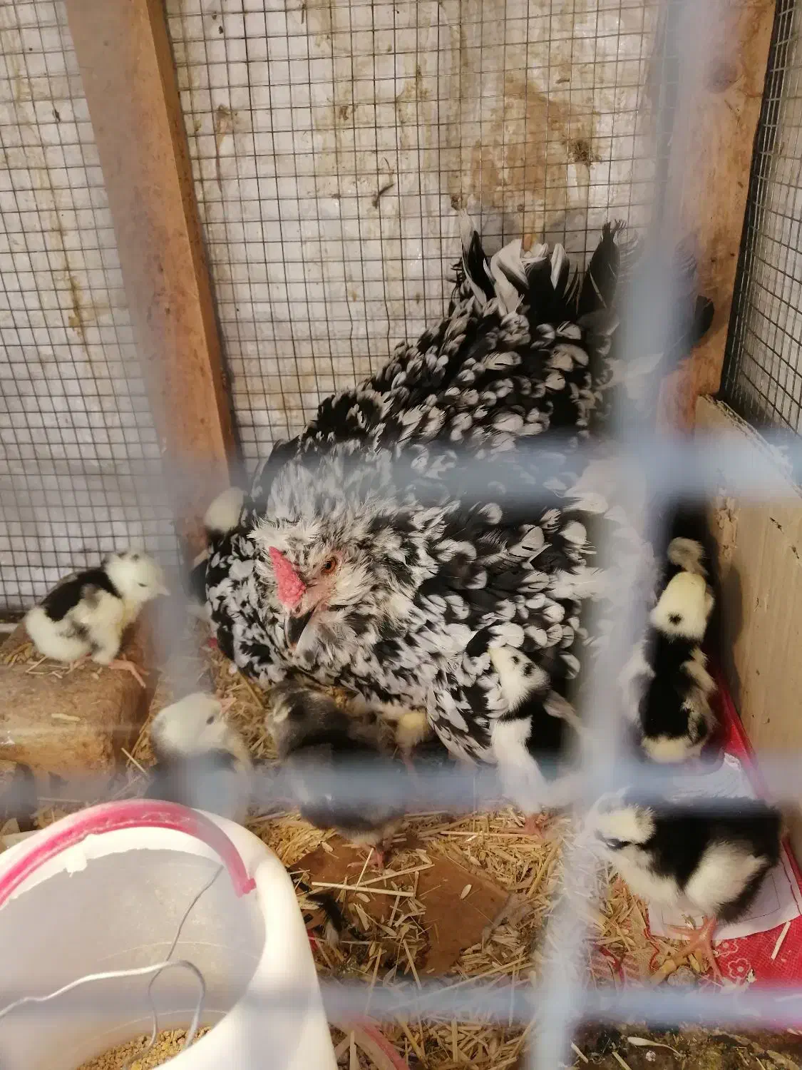 جوجه مرغ خروس گلین|حیوانات مزرعه|شیراز, شیشهگری|دیوار