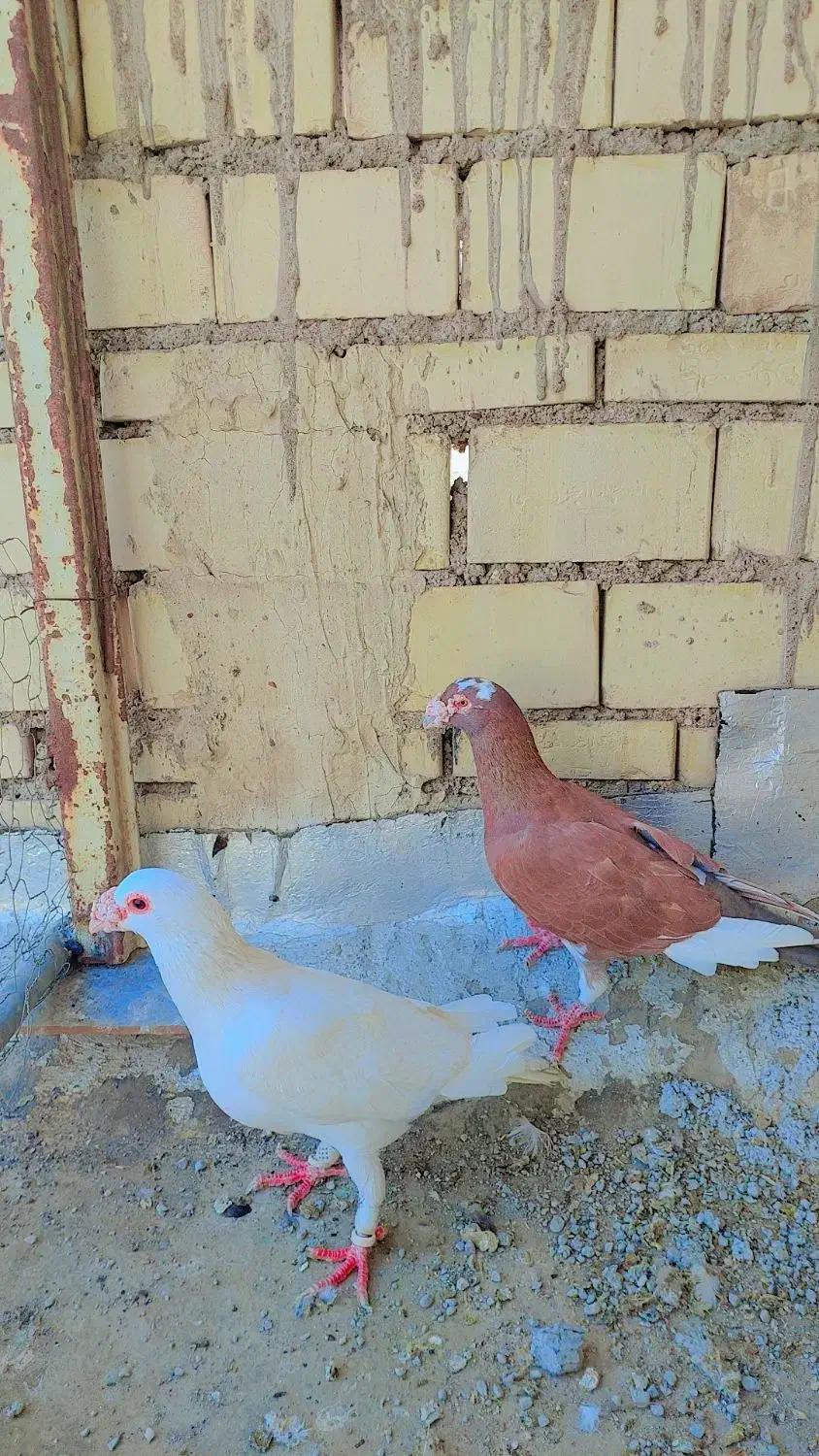 کفتر|پرنده|خرمشهر, |دیوار