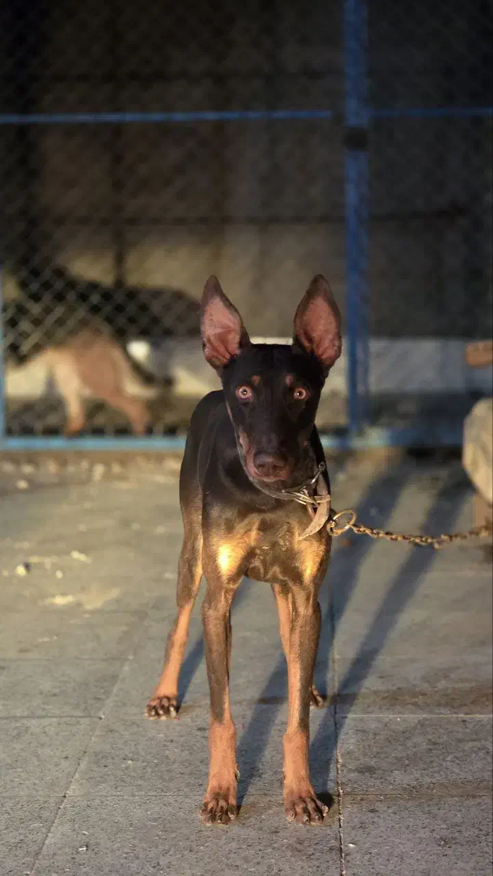 سگ دوبرمن|سگ|کرمان, |دیوار