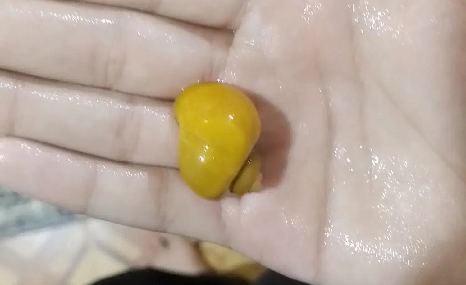 حلزون آکواریومی|ماهی|مریوان, |دیوار