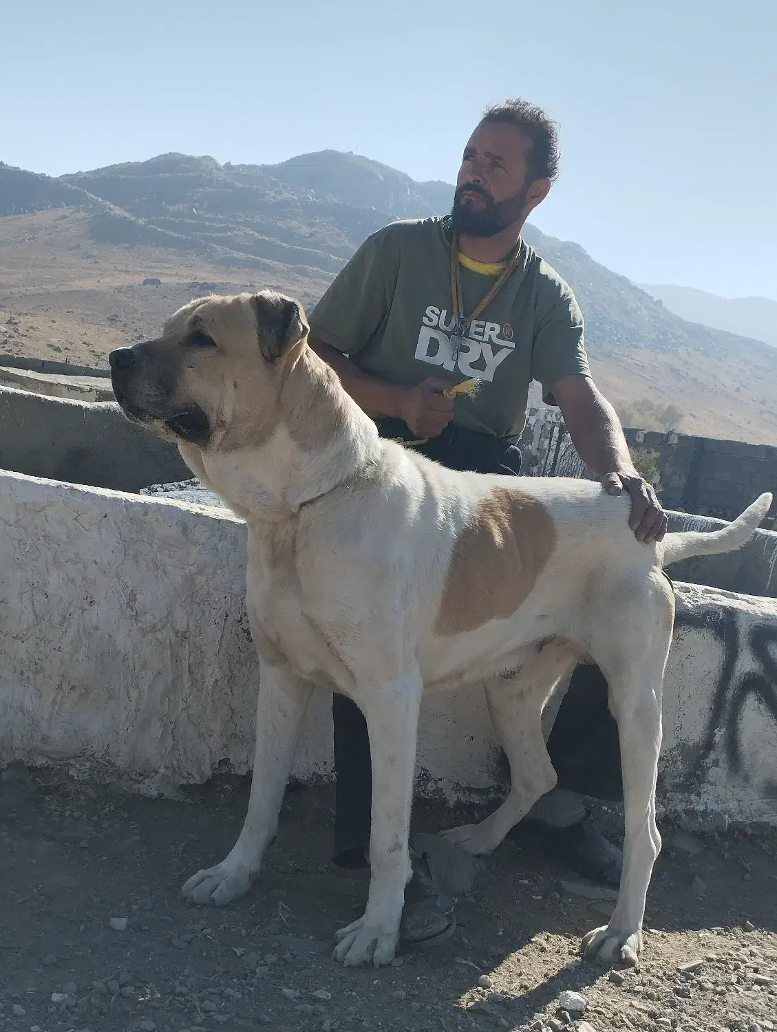 سگ نگهبان|سگ|بهار, |دیوار