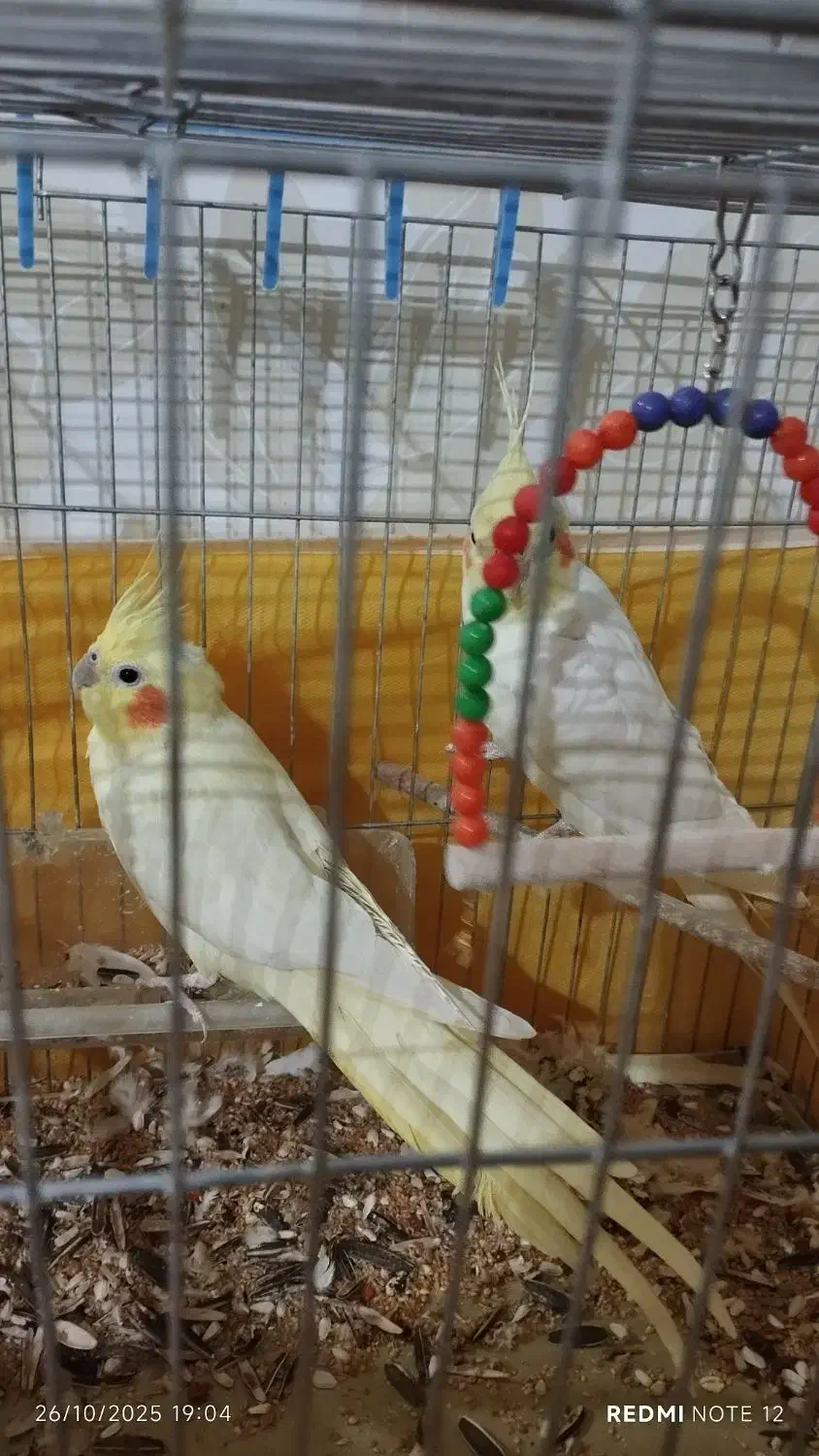 دو عدد عروس هلندی|پرنده|ایوان, |دیوار