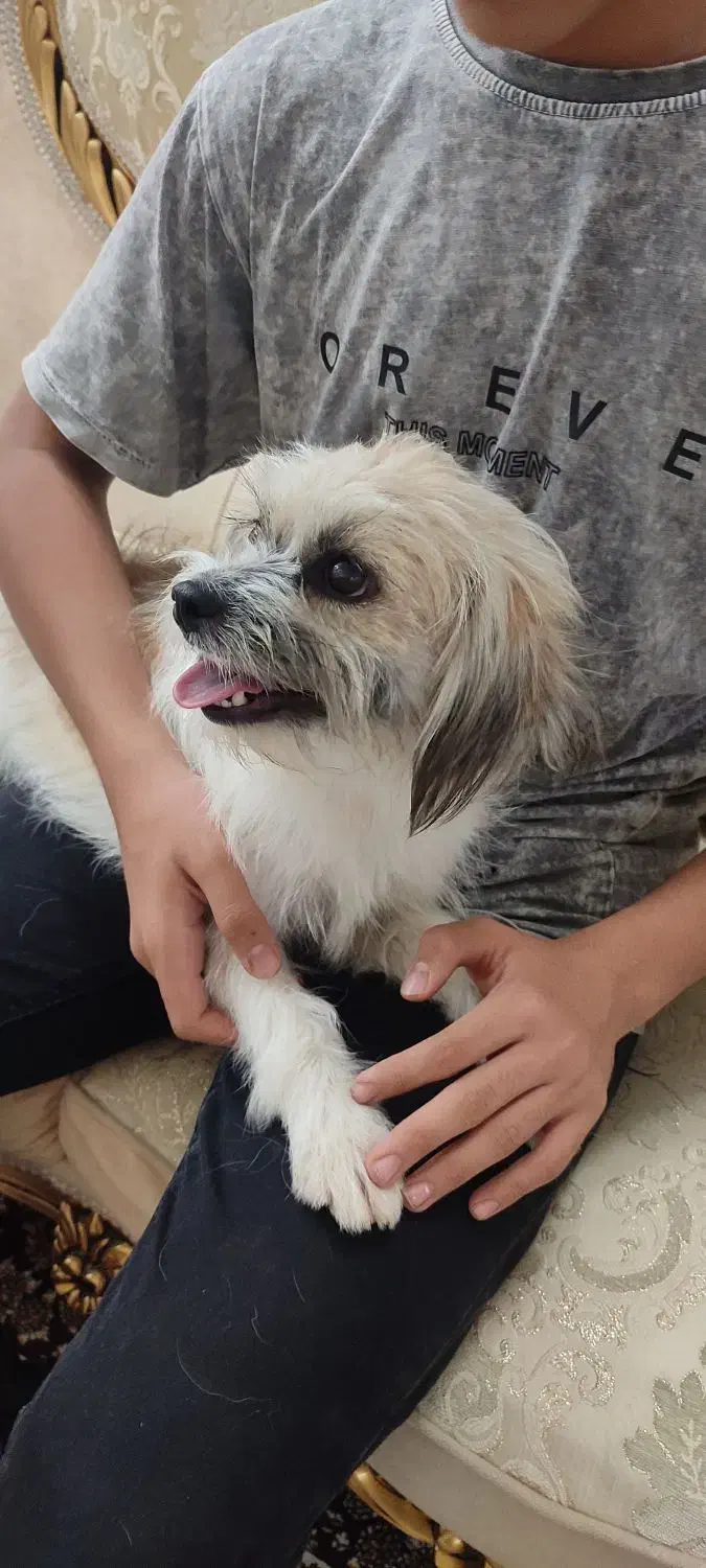 جنیفر و تیاگو...|سگ|قم, زنبیل آباد|دیوار