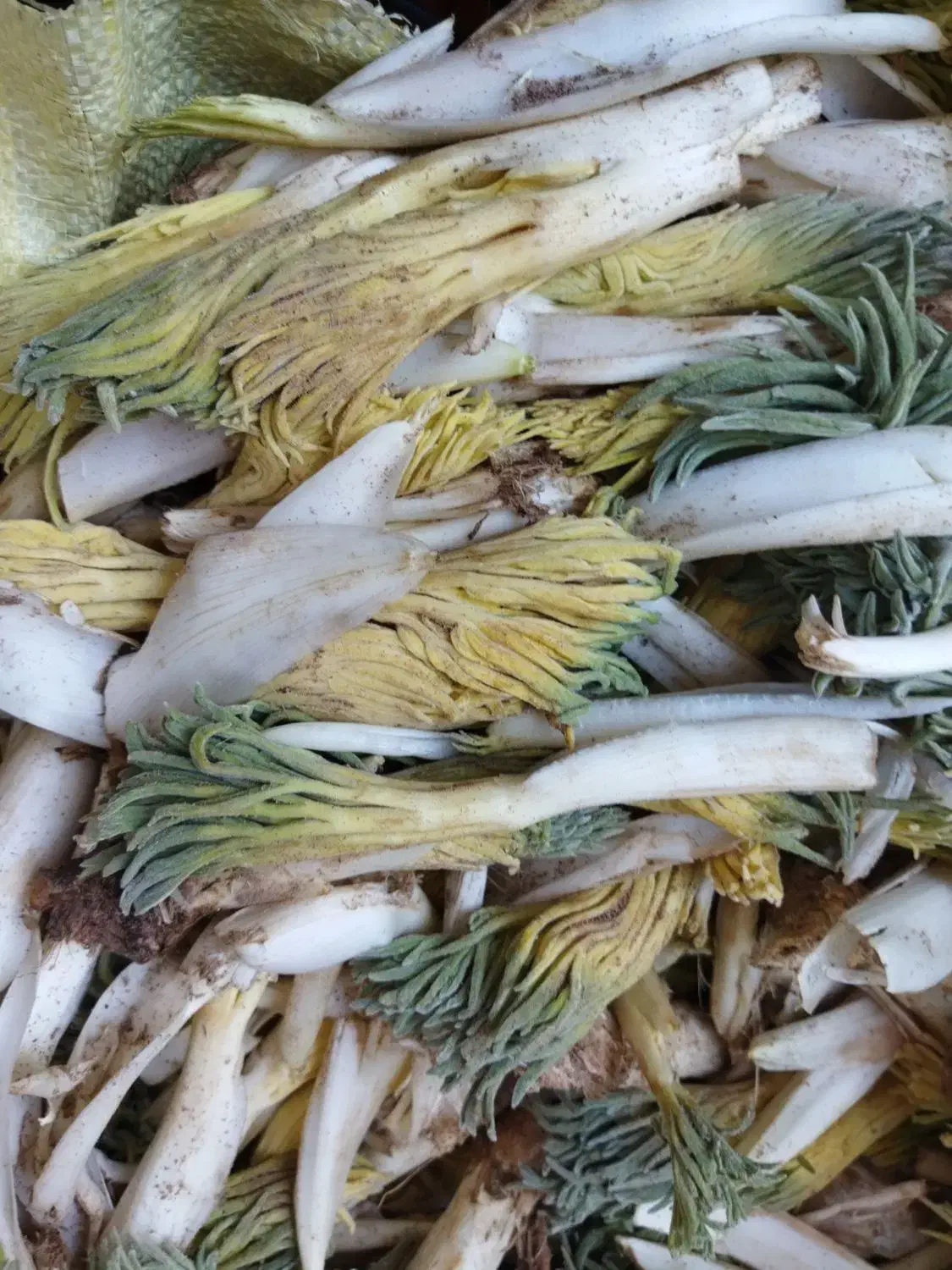 کما تازه|خوردنی و آشامیدنی|بیرجند, |دیوار