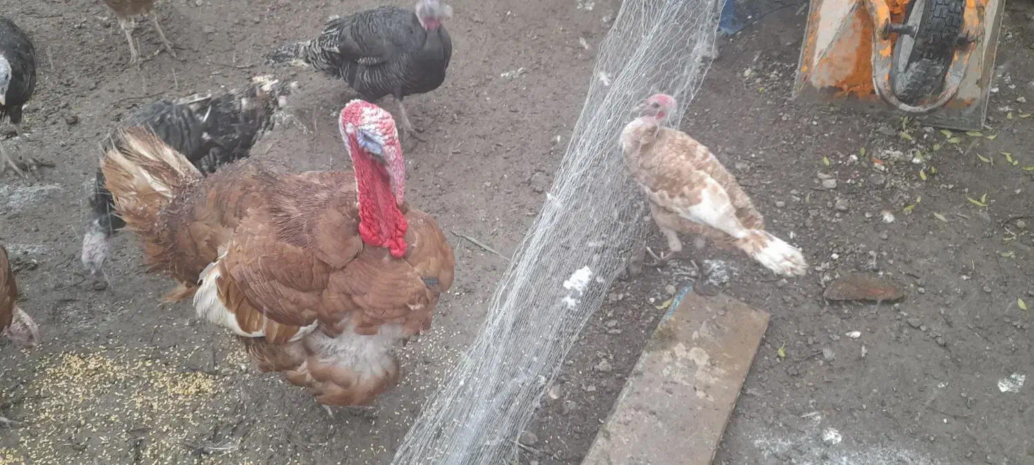 بوقلمون|حیوانات مزرعه|مشگین شهر, |دیوار