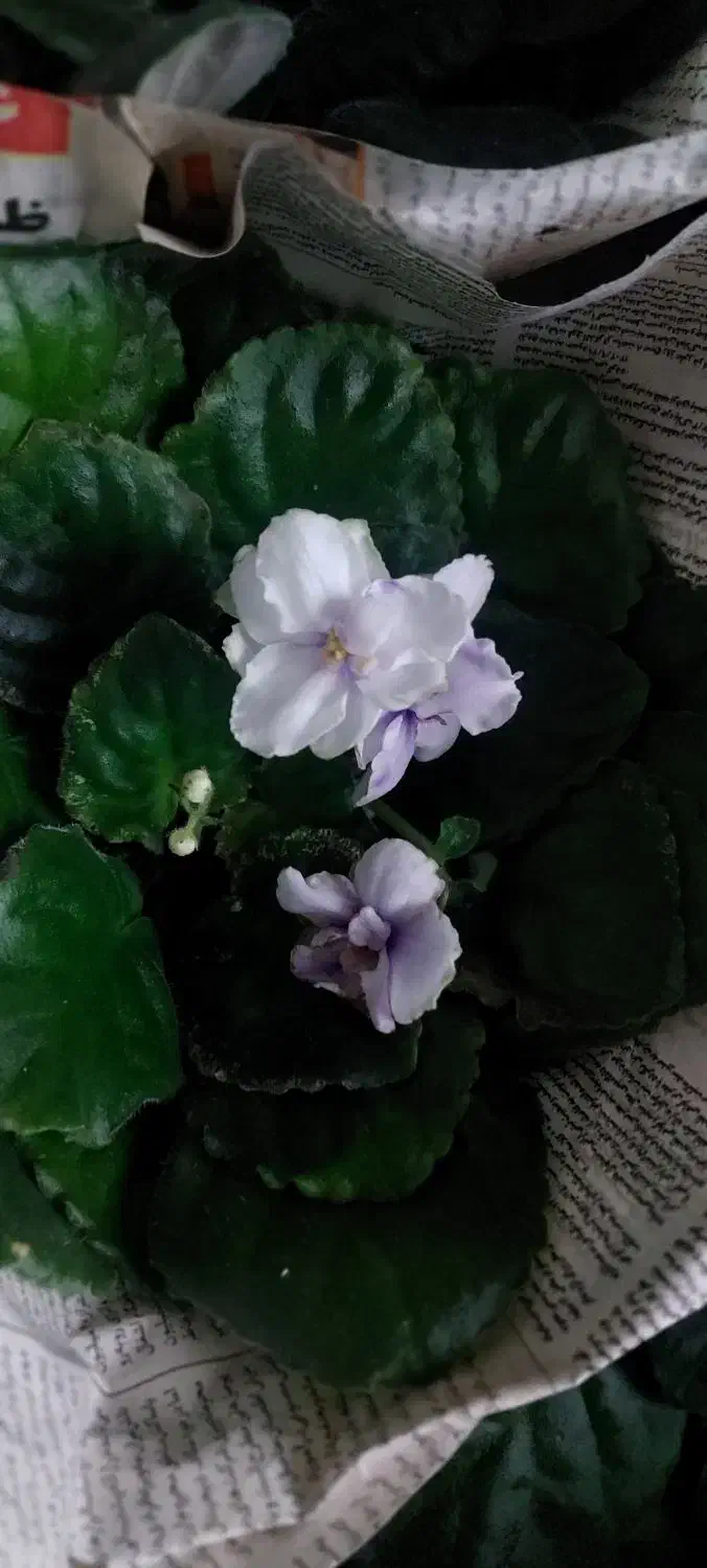 گل فروشی|گل و گیاه طبیعی|لیسار, |دیوار