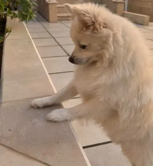 سگ پامرانین پامر|سگ|کاشان, قطب راوندی|دیوار