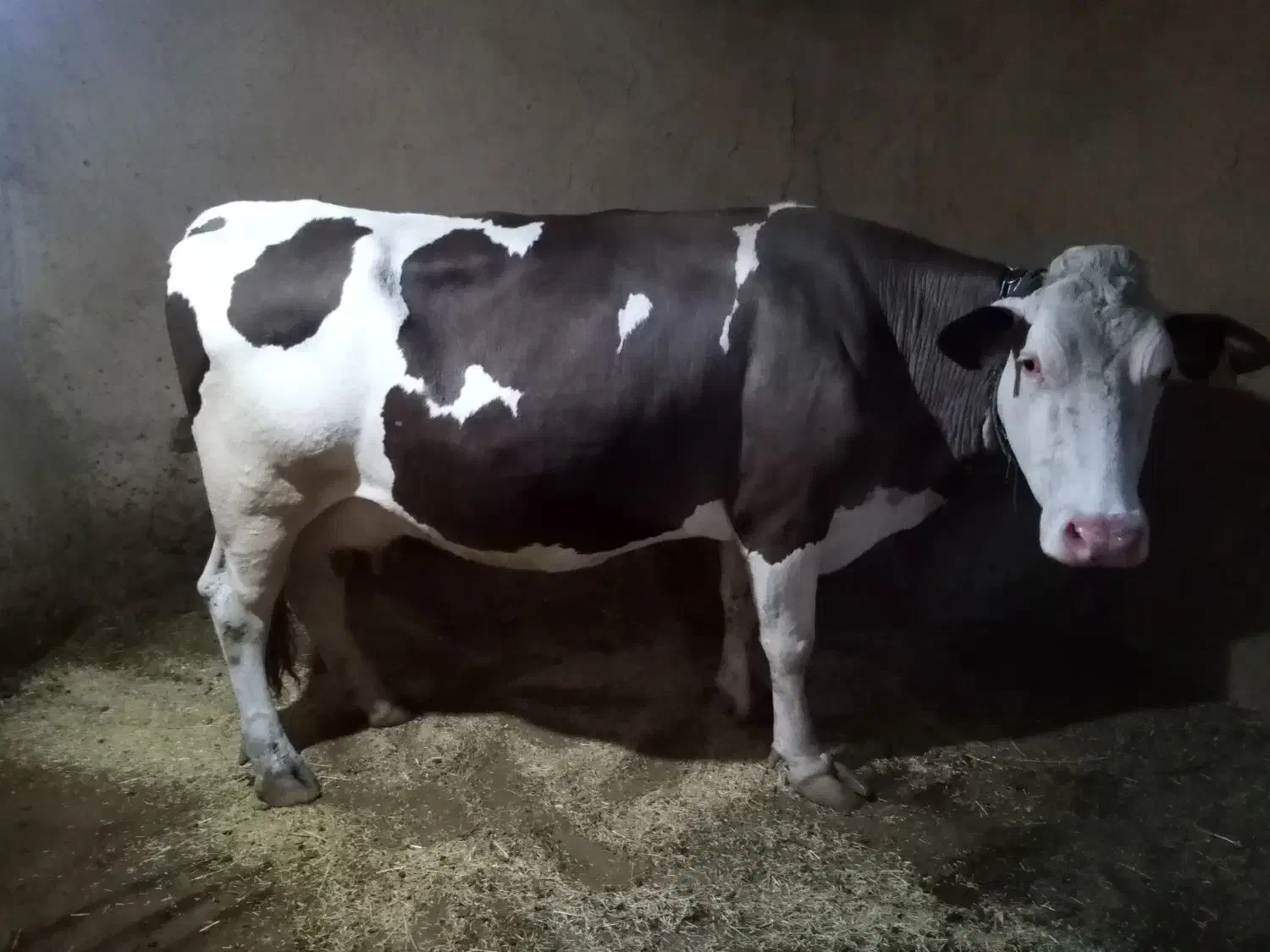 گاو نوین درجه یک|حیوانات مزرعه|سارال, |دیوار