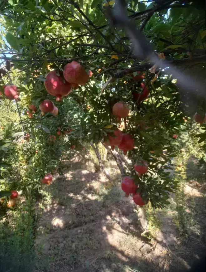 انار درجه یک|عمدهفروشی|کوهدشت, |دیوار