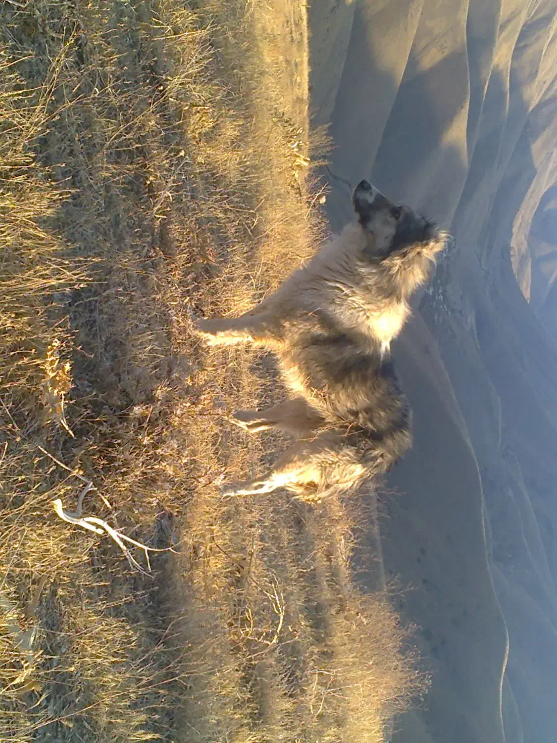 سگ گله ای|سگ|سنندج, |دیوار