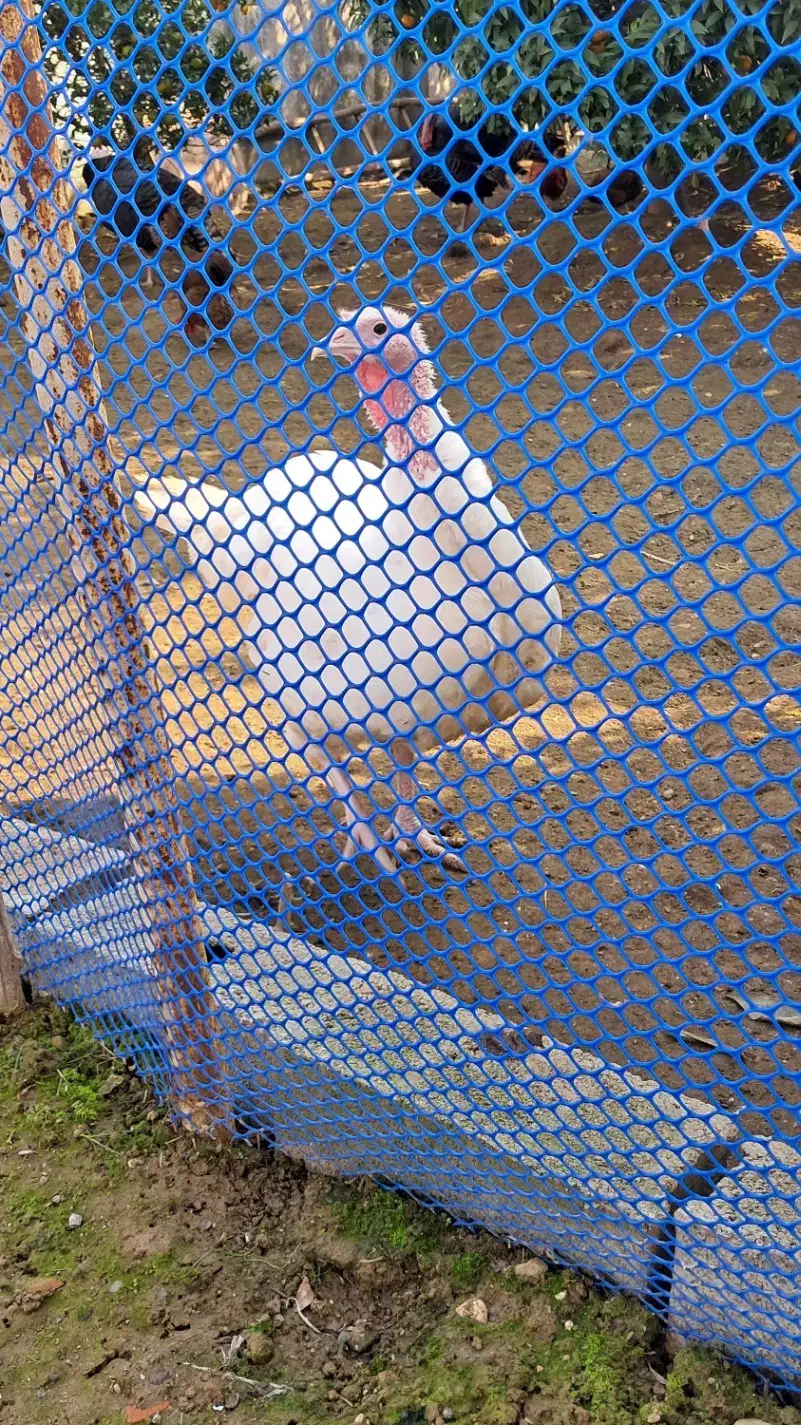 بوقلمون ماده بیوتی ۱۰ ماهه|حیوانات مزرعه|چالوس, |دیوار