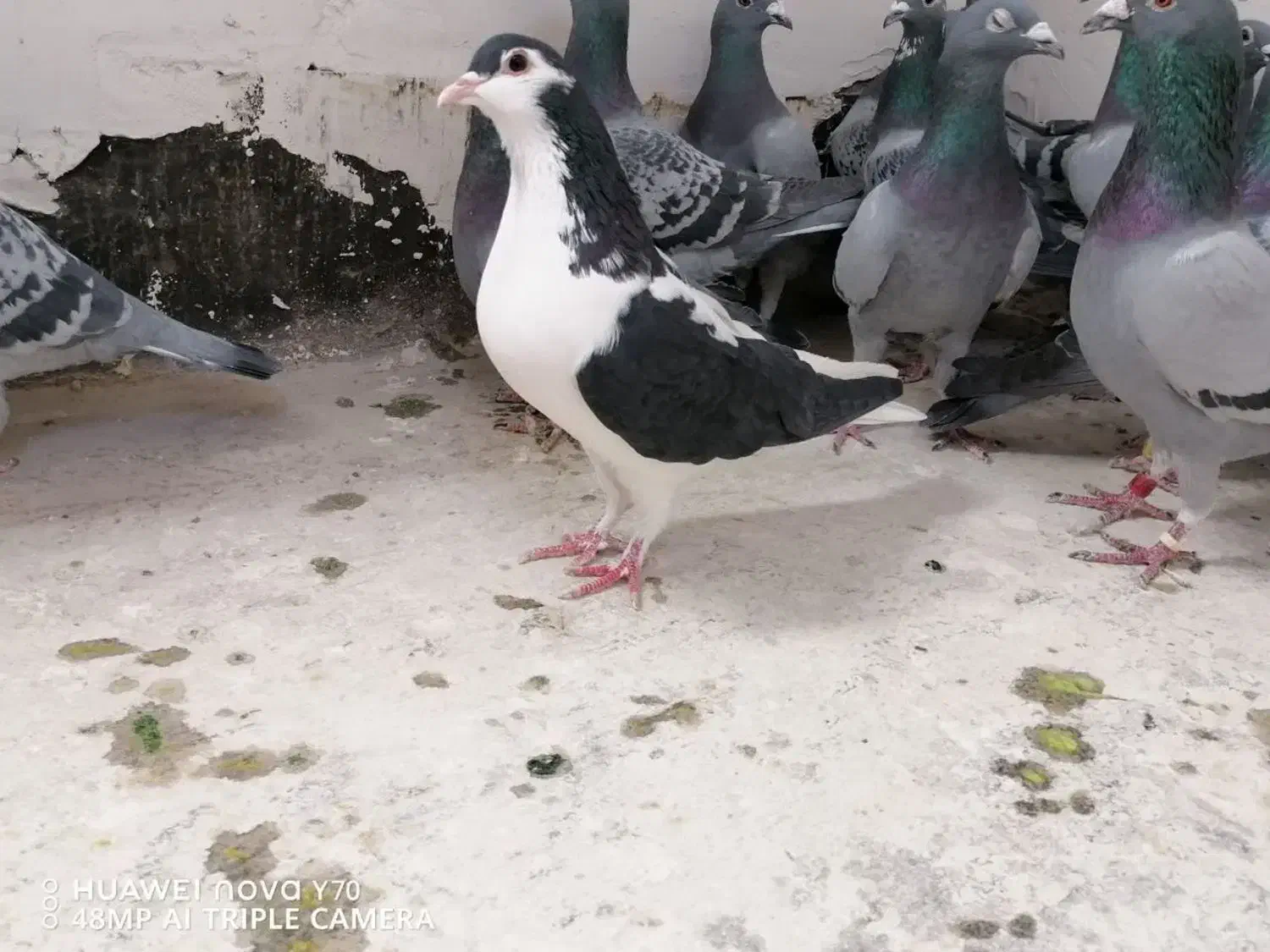 چپ سیا درشت پرشی ماده|پرنده|چناران, |دیوار