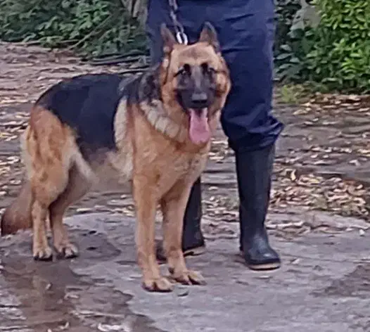 سگ های نژاددار ژرمن بلک وشپرد|سگ|سنگر, |دیوار