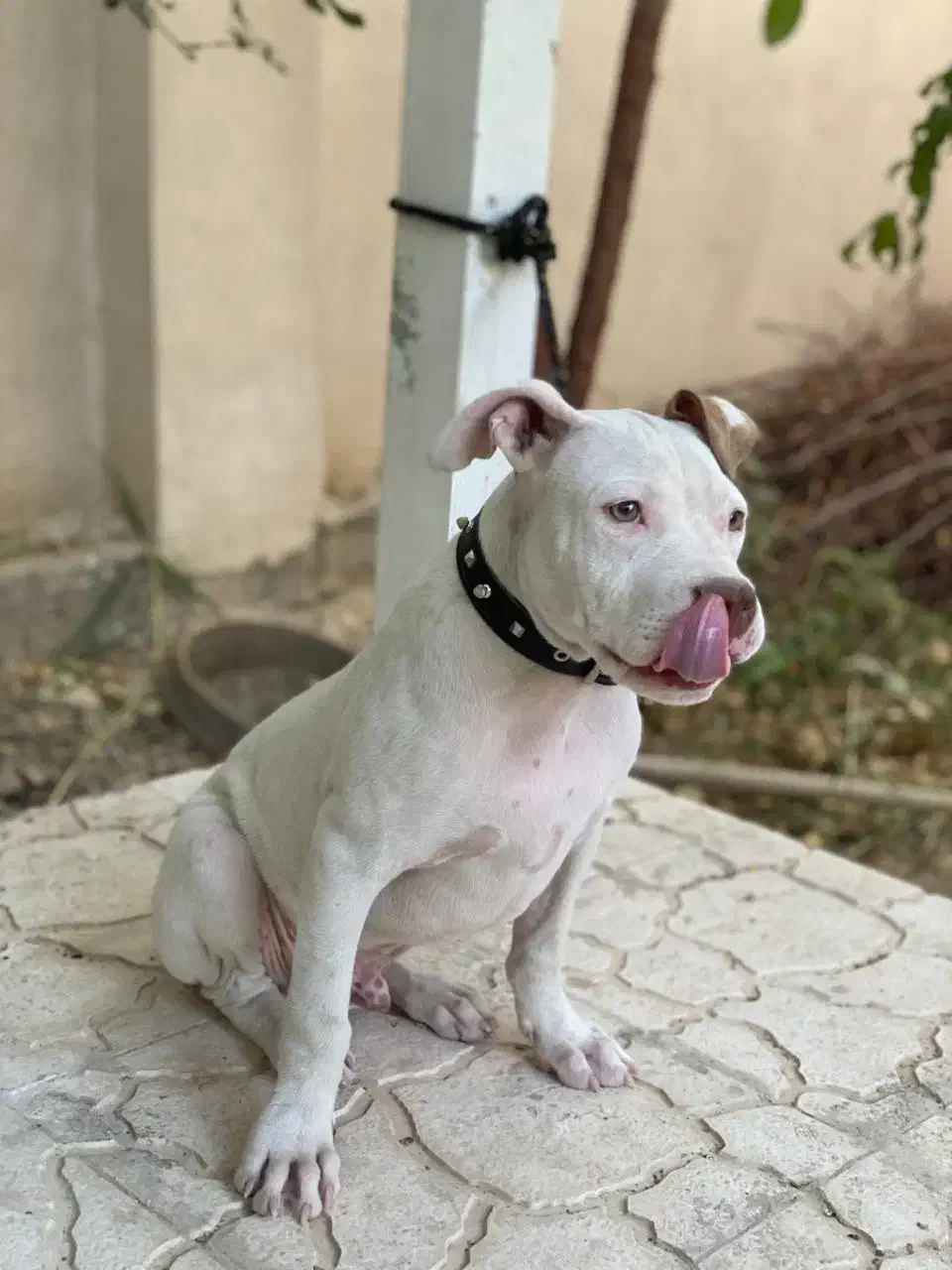 سگ پیت بول|سگ|اسلامشهر, شهرک احمدیه|دیوار