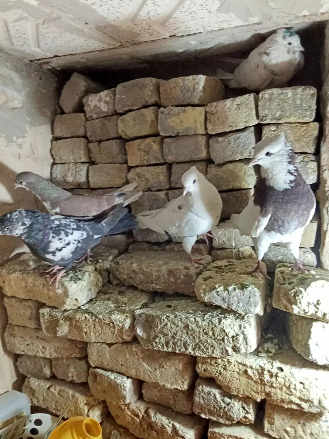 کفترچپ وطوقی وتهرونی سفیدوسار وسینه|پرنده|مشهد, ایوان|دیوار