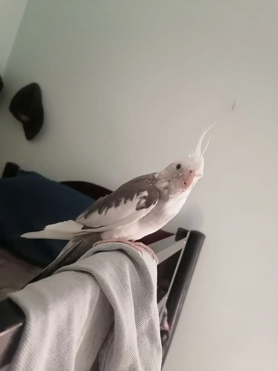 عروس هلندی وایت فیس ابلغ نر معاوضه با ماده لوتینو|پرنده|تهران, نازیآباد|دیوار