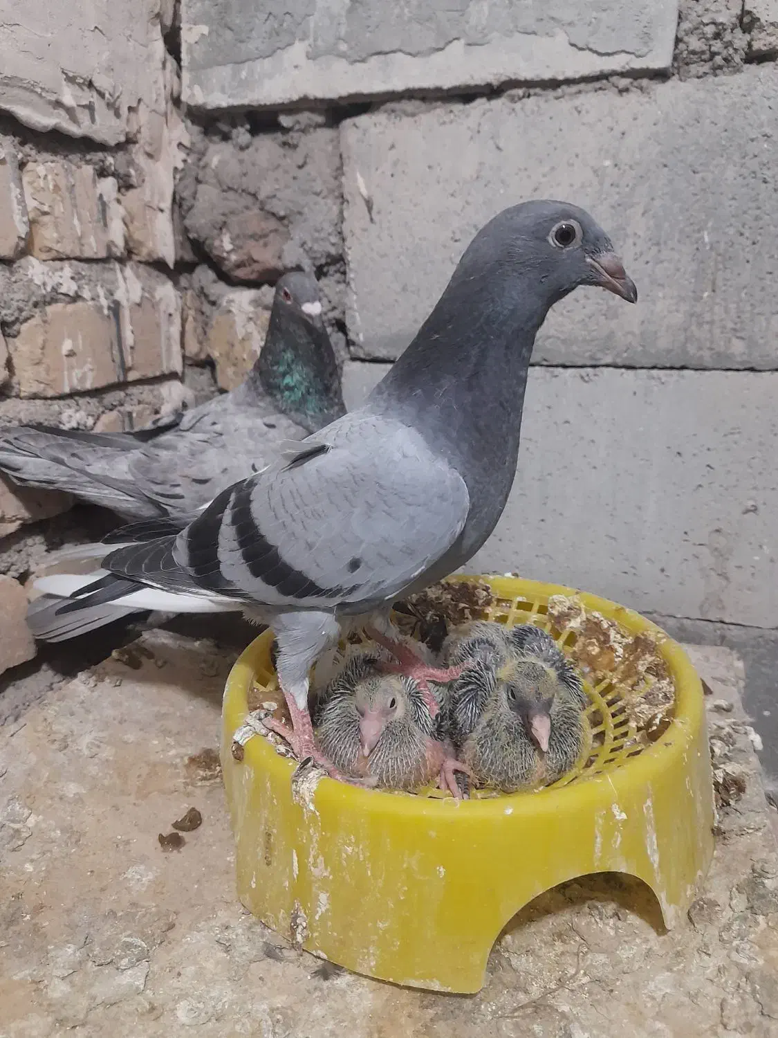 تعدادی کبوتر قیمت تعاونی|پرنده|فسا, |دیوار