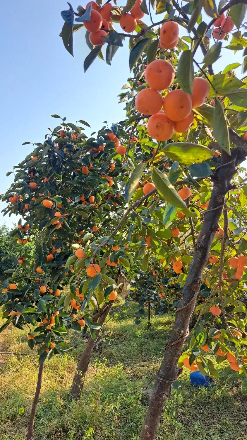 فروش خرمالوی عمده|عمدهفروشی|رودسر, |دیوار