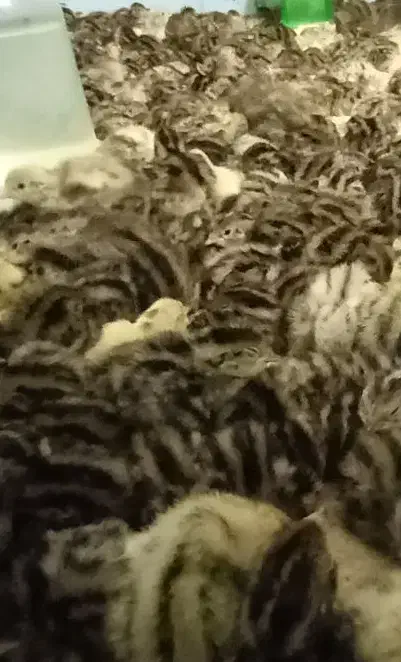 جوجه بلدرچین۲روزه|حیوانات مزرعه|زاهدان, |دیوار